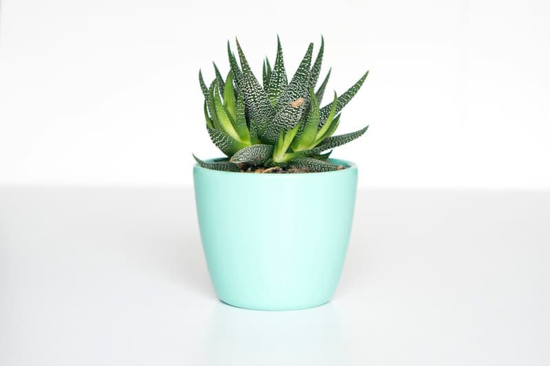 Fluted cylindrical stoneware planter with drainage saucer and green foliage
